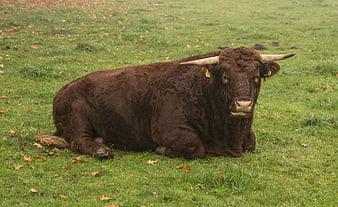 Brown Highland Cow Resting in Green Pasture