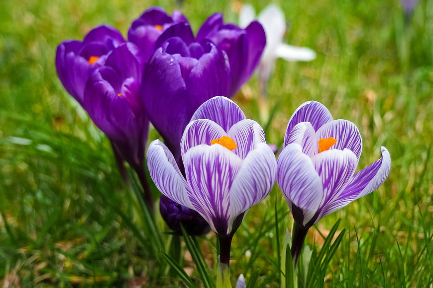 Purple and White Striped Crocus Flowers in Spring Grass