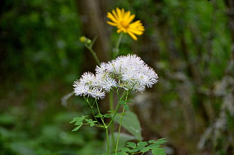 White meadow rue flowers with yellow background bloom