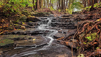 Serene Forest Stream Cascading Over Rocks