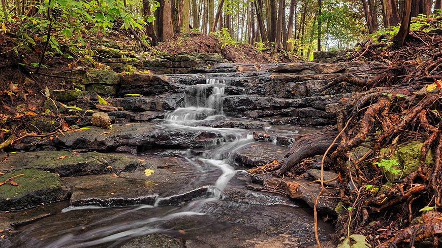 Serene Forest Stream Cascading Over Rocks