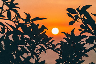 Silhouette of tree leaves against a vibrant orange sunset sky