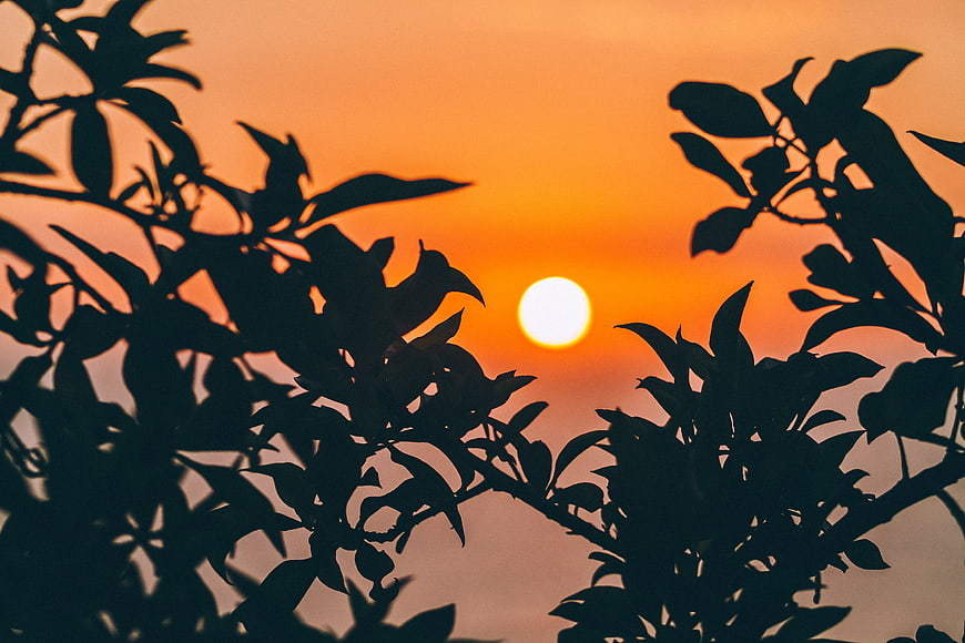 Silhouette of tree leaves against a vibrant orange sunset sky
