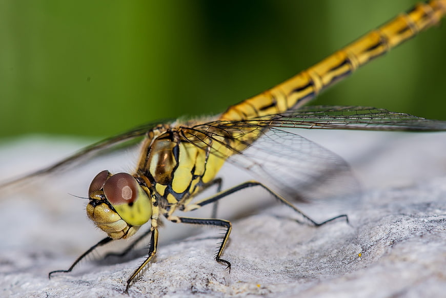 Close-up of a yellow dragonfly on a textured stone