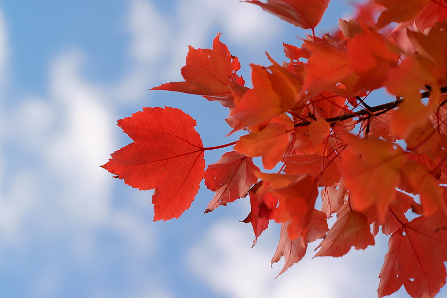 Vibrant Red Maple Leaves Against Blue Sky in Autumn