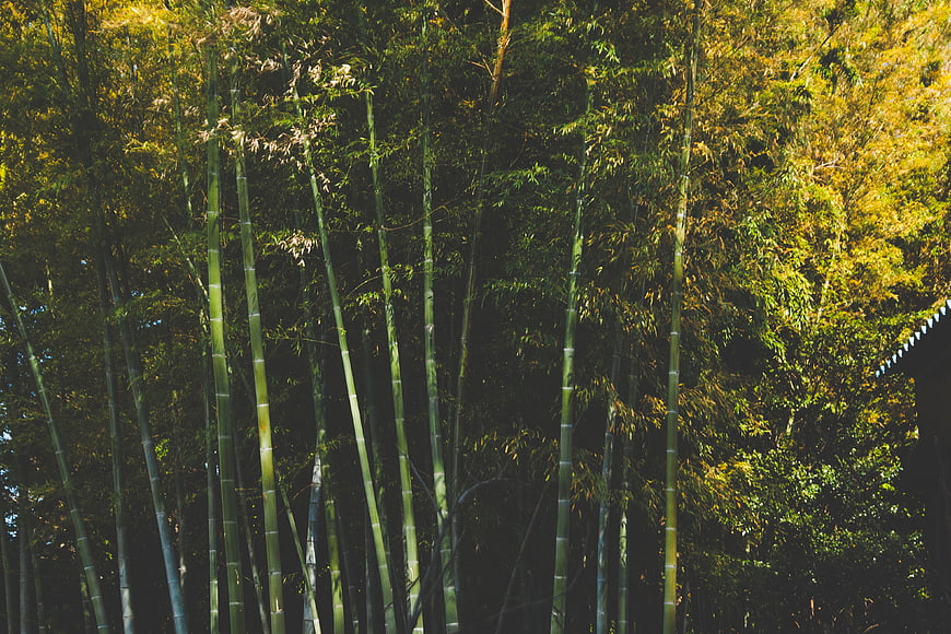 Sunlit Bamboo Forest with Traditional Roof Detail