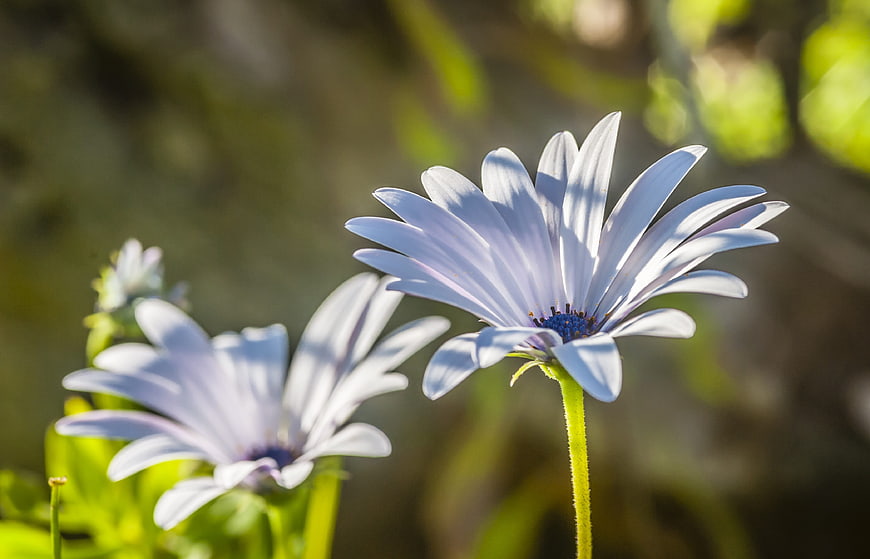 Close-up of White Osteospermum Daisy in Sunlight