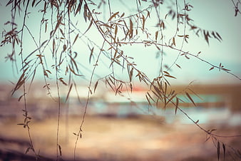 Blurred Willow Branches Against Soft Sunset Background