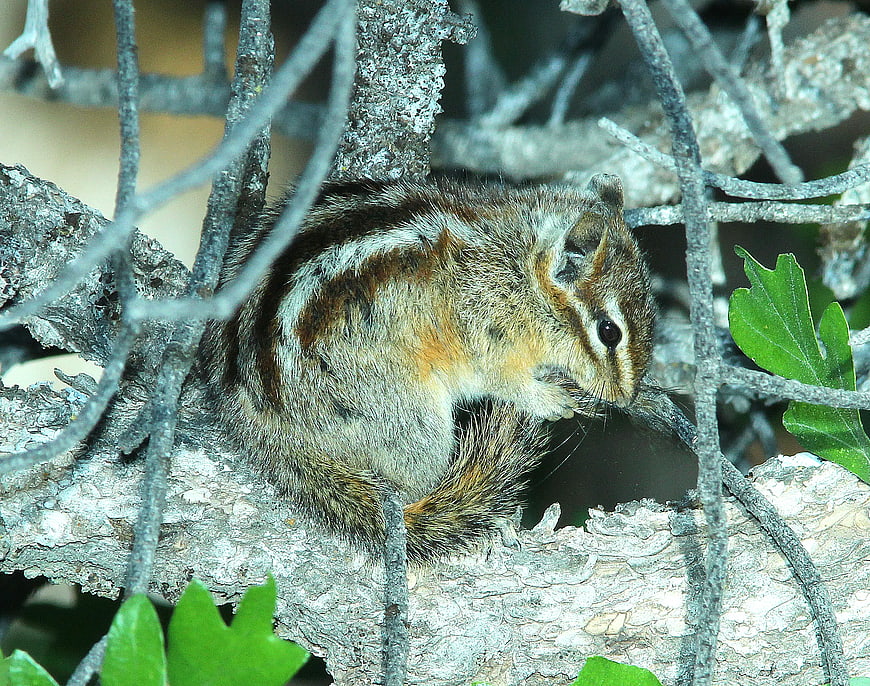 Chipmunk Eating on Tree Branch