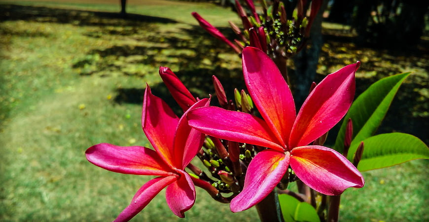 Vibrant Pink Plumeria Flowers in Sunlight
