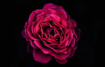Vibrant Pink Rose on Black Background