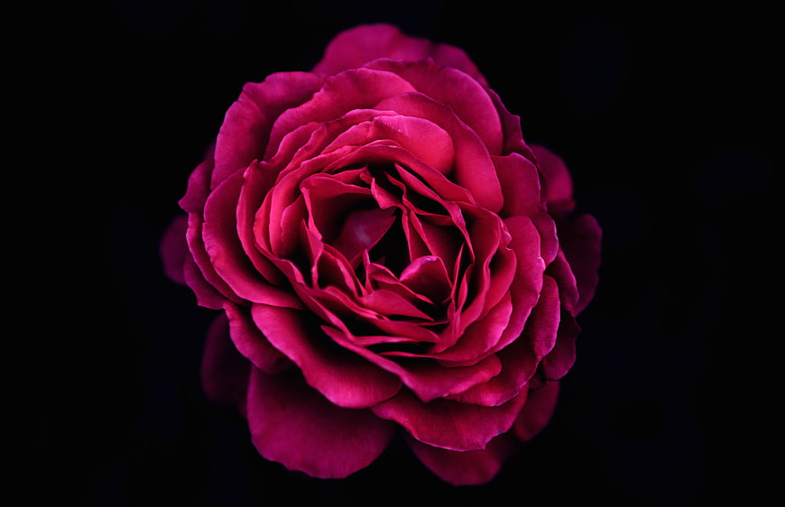 Vibrant Pink Rose on Black Background