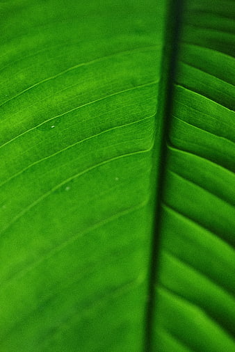 Close-up of vibrant green leaf texture with veins