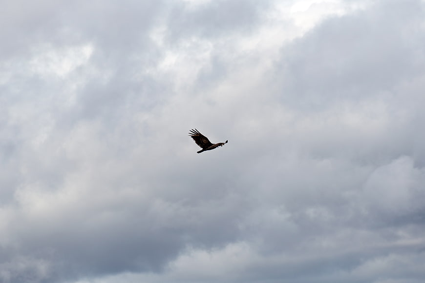 Bird of Prey Soaring Against Dramatic Cloudy Sky