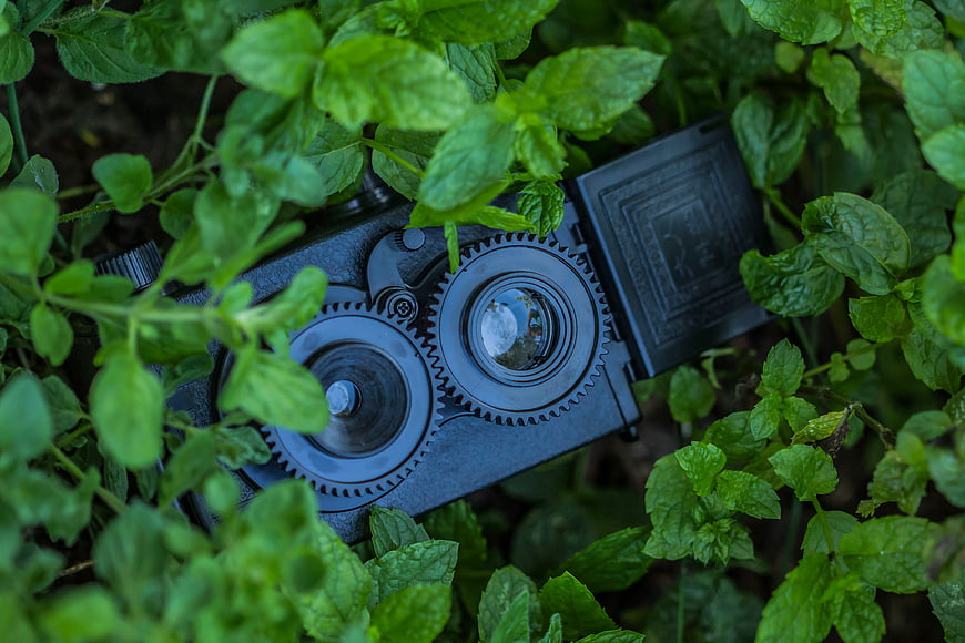 Vintage Camera Hidden in Green Mint Leaves