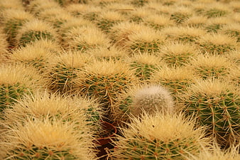 Golden Barrel Cactus Nursery with Unique White Variety