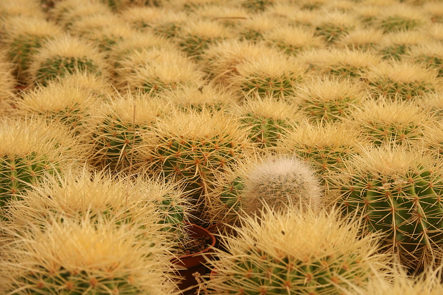 Golden Barrel Cactus Nursery with Unique White Variety
