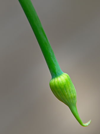 Macro Close-Up of Green Flower Bud on Stem