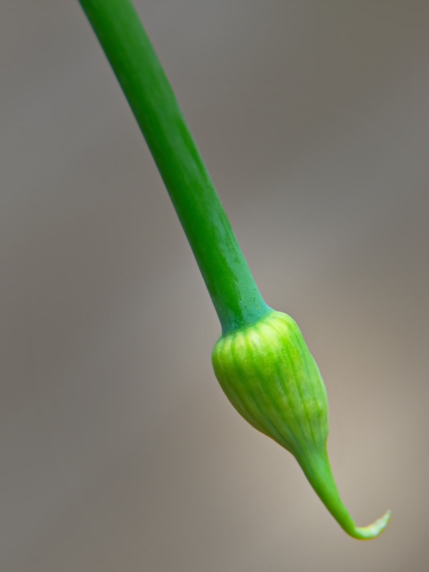 Macro Close-Up of Green Flower Bud on Stem