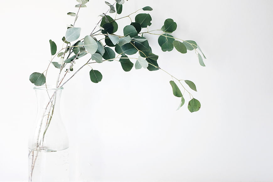 Minimalist Eucalyptus Branches in Clear Glass Vase on White Background