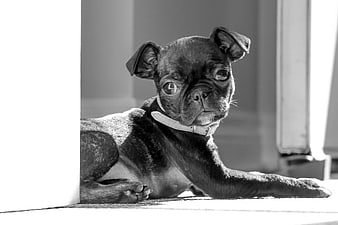Cute Boston Terrier Puppy Lying Down in Black and White