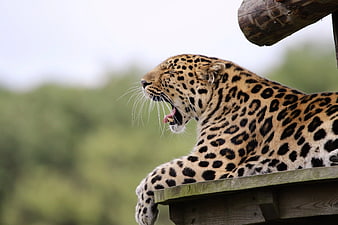 Leopard Yawning on Wooden Platform in Zoo