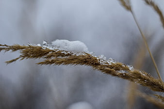 Close-up of dried grass with snow and ice in winter