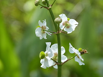 White Arrowhead Flowers with Bee Pollinating