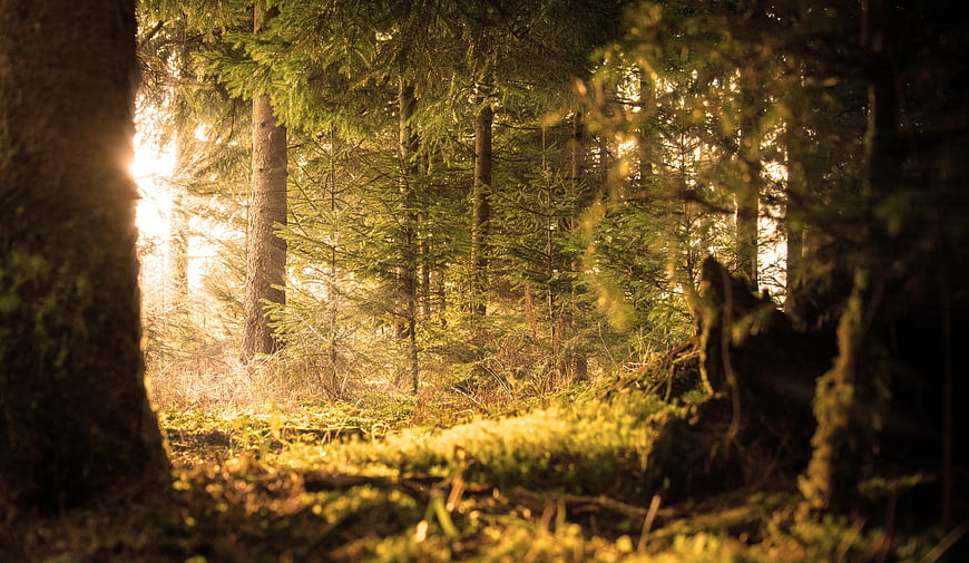 Sunlight streaming through mossy forest trees