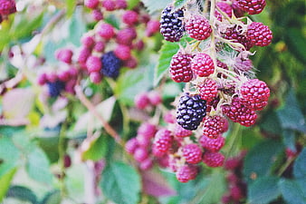 Ripe blackberries and red berries on a bush in nature