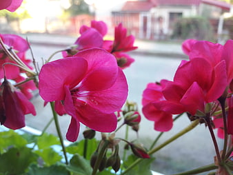 Vibrant Pink Geranium Flowers in Summer Garden