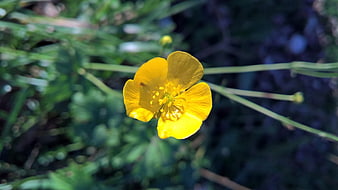 Close-up of a bright yellow buttercup flower in a garden