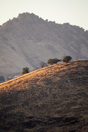 Golden sunlight illuminates dry grassy hills and scattered trees