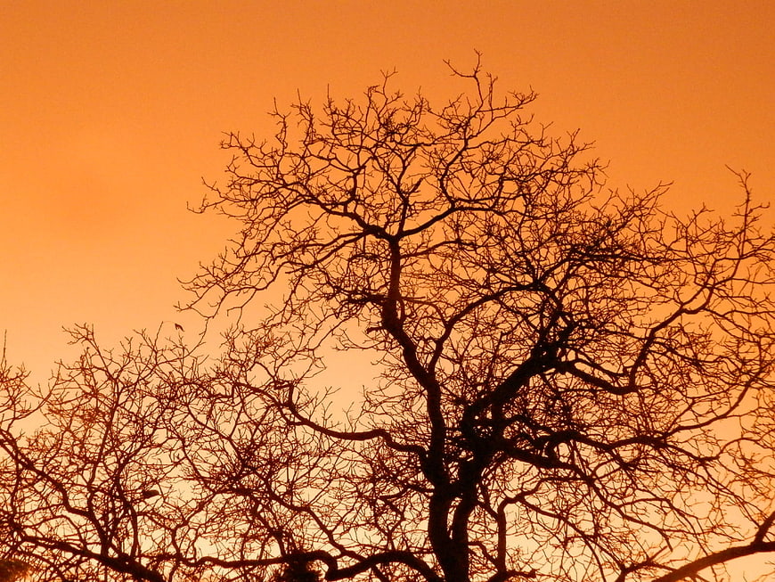 Silhouette of Bare Tree Branches Against Vibrant Orange Sunset Sky