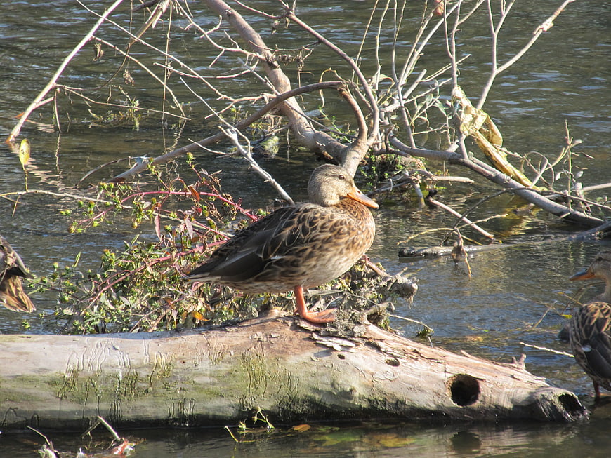 Mallard Duck Standing on Log in River