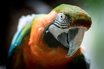 Close-up portrait of a vibrant macaw parrot head