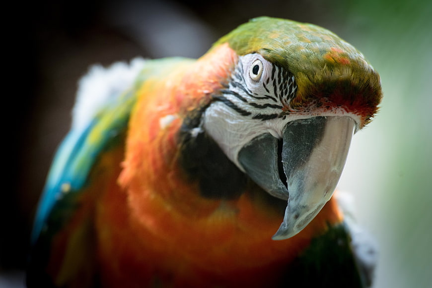 Close-up portrait of a vibrant macaw parrot head