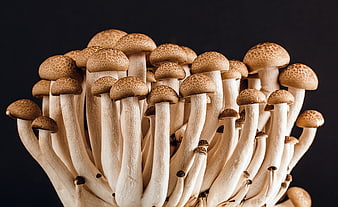 Close-up of fresh shimeji mushrooms on black background