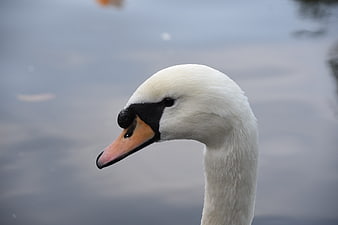 Close-up portrait of a white mute swan head