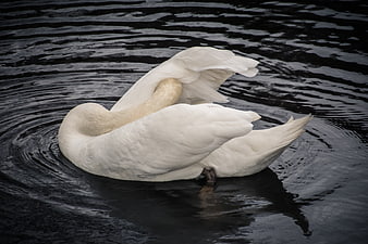 White swan preening feathers on dark rippling water