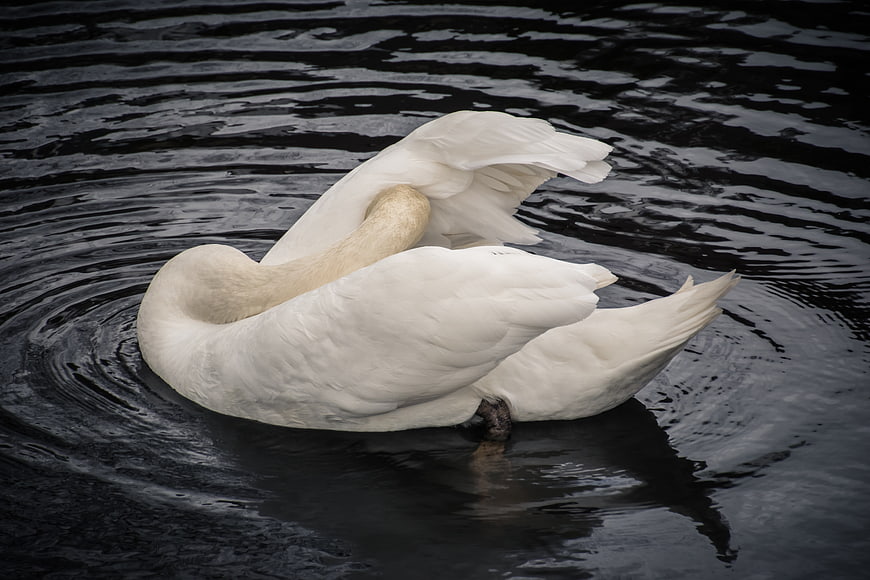 White swan preening feathers on dark rippling water