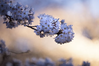 Cherry Blossom Branch with Soft Bokeh Background