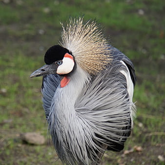 Close-up portrait of a Grey Crowned Crane in nature