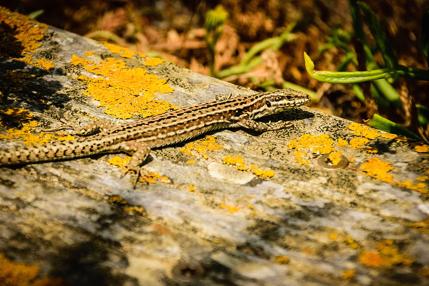 Lizard on Lichen-Covered Rock in Sunlight