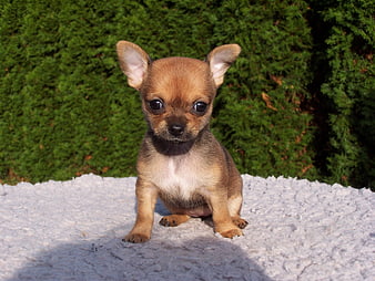 Cute Chihuahua Puppy Sitting On White Blanket Against Green Hedge