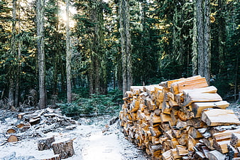 Stack of Firewood in Mossy Forest with Sunlight