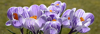 Close-up of purple and white striped spring crocus flowers