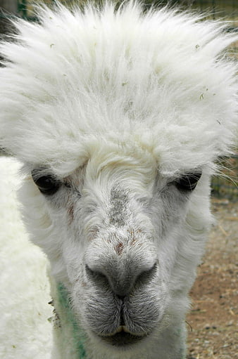 Close-up portrait of a white alpaca with fluffy fur