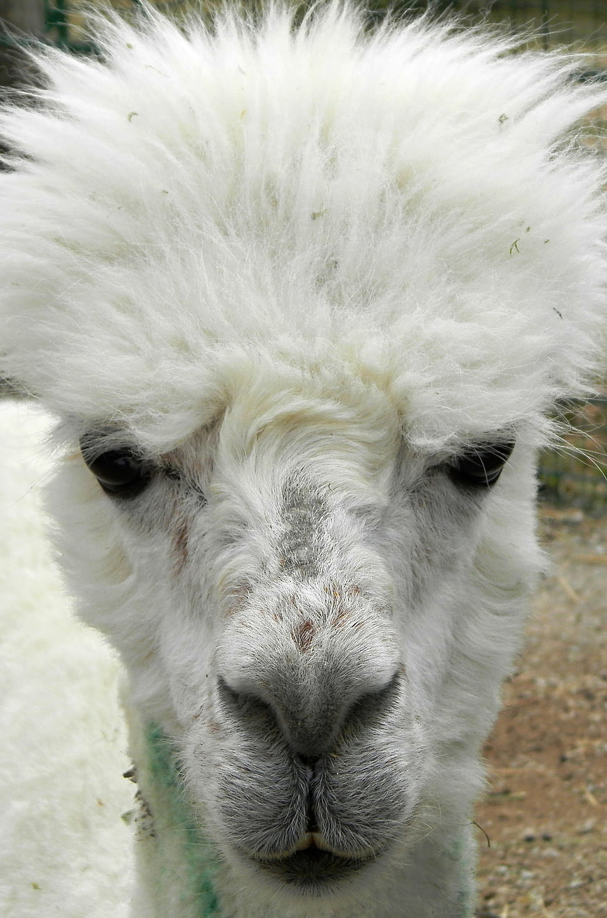 Close-up portrait of a white alpaca with fluffy fur