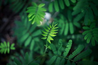 Close-up of vibrant green fern leaf in nature